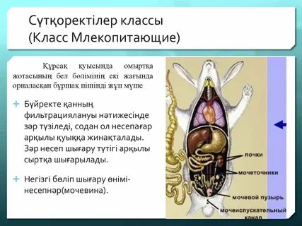 Порно брат кончает в сіңлінің киски