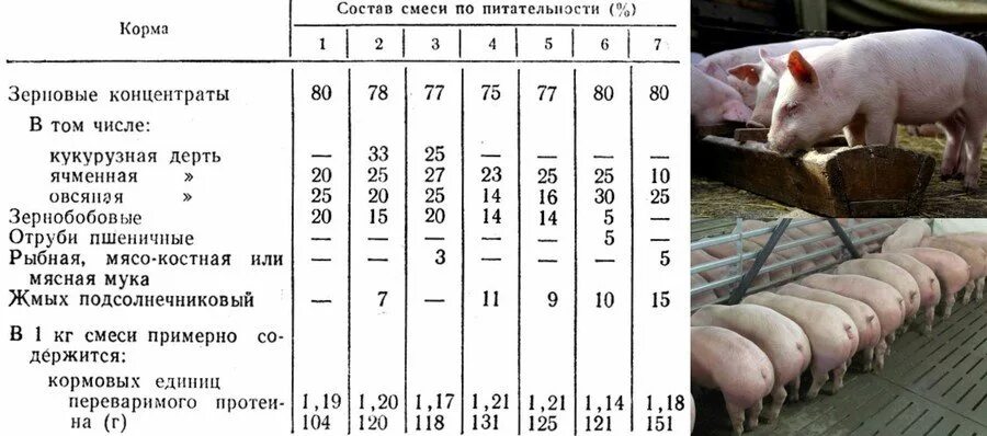 Соль свиньям