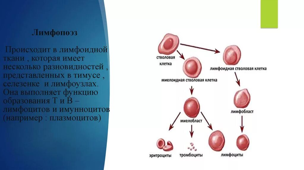 Селезенка лейкоциты. Гемопоэз миелопоэз. Этапы лимфопоэза т-клеток. Лимфопоэз т-лимфоциты этапы. Схема этапы лимфопоэза.