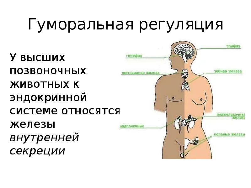 Гуморальная система человека 8 класс. Функции эндокринная система железы внутренней секреции. Гуморальная регуляция. Эндокринные железы.. .Система желез внутренней секреции. Функции. Гуморальные реакции организма