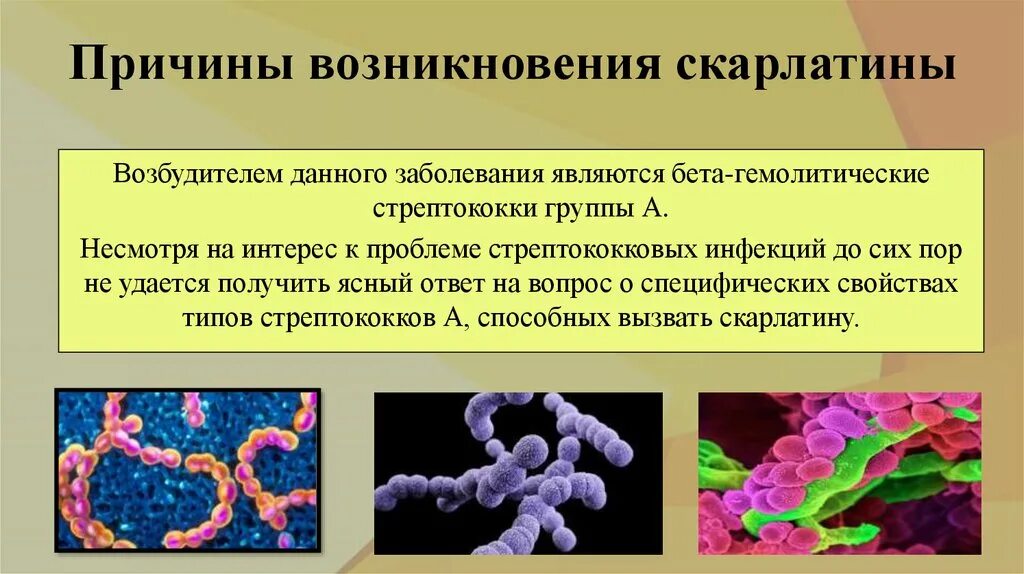 Возбудитель скарлатины является. Причины возникновения скарлатины. Скарлатина причины появления. Источники заражения стрептококком.