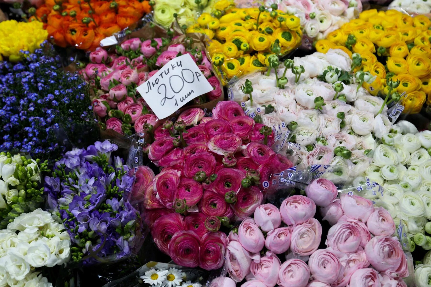 Где купить цветы в москве в розницу. Рижский вокзал Цветочная база. Рижский рынок цветы. Рижский рынок цветов пионы. Пионы на Рижском рынке.