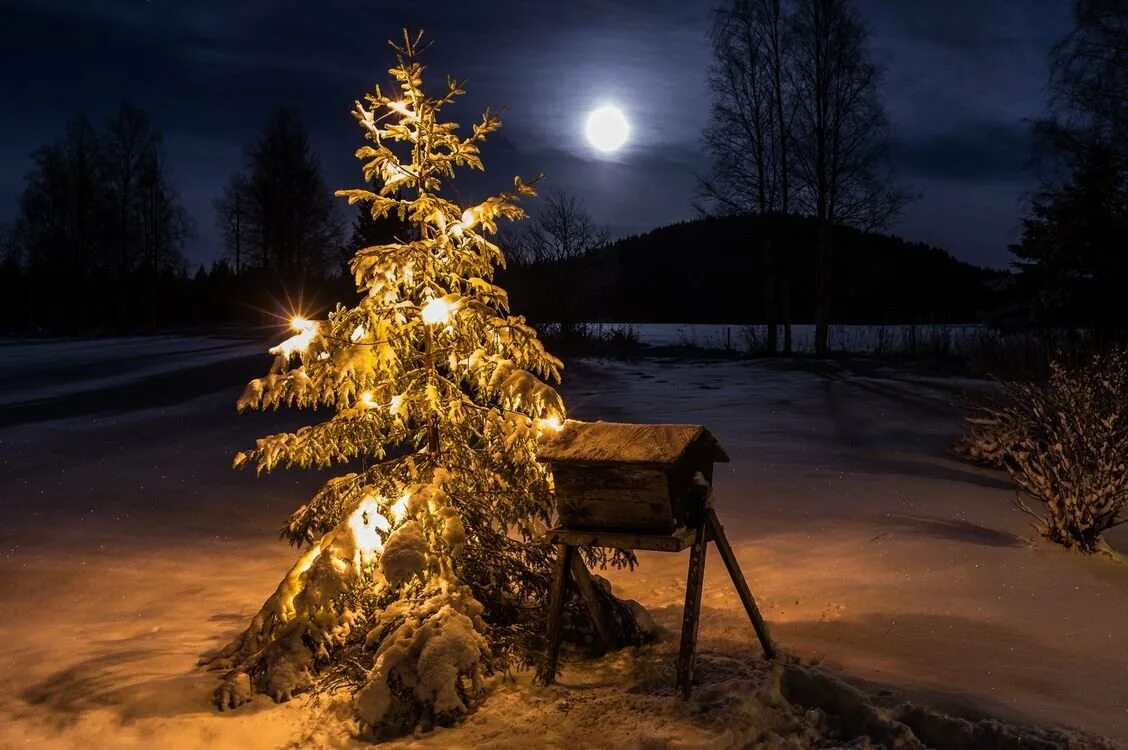 нарядная елка в лесу. красивый новогодний фон. елка. новый год елка. новогодняя елка.