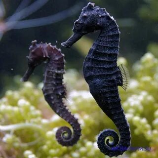 Seahorse перевод на русский