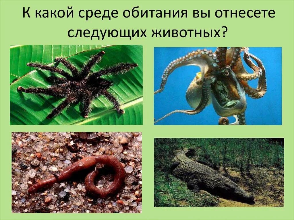 Какую среду обитания освоила лисица ответ. Организменная среда обитания обитатели. укажите среду обитания животного. какую среду обитания освоили ежовник. какую среду какую среду обитания освоилась змея.