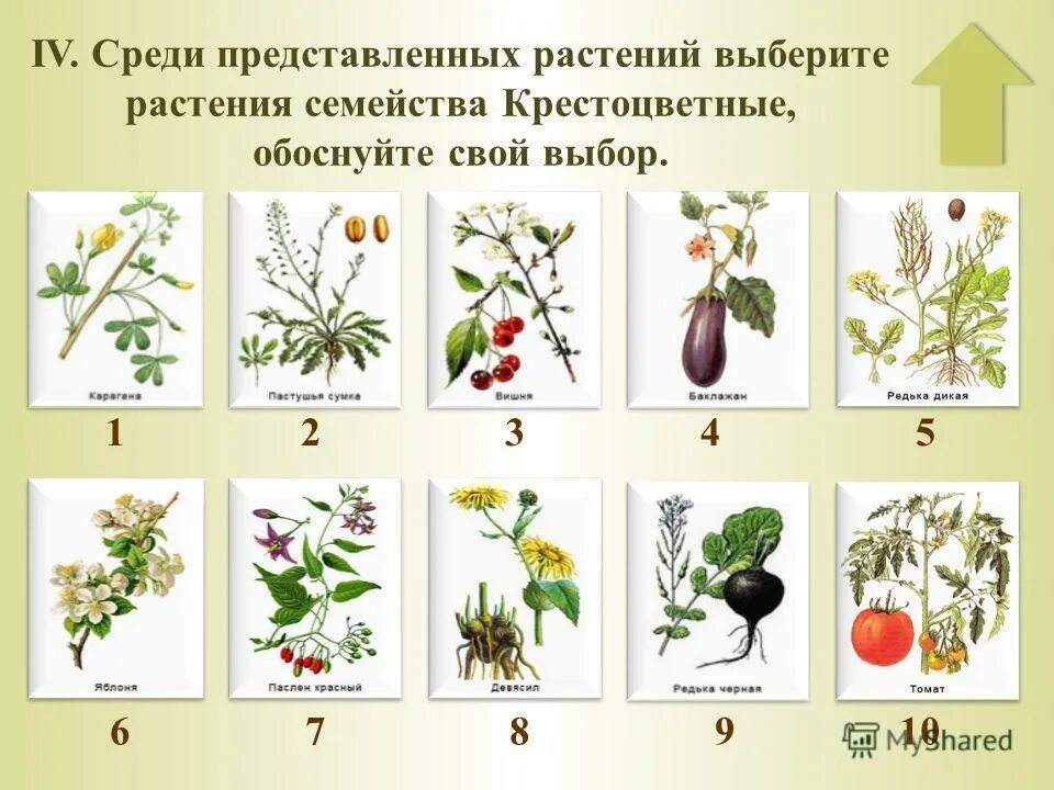 Покрытосеменные растения класс двудольные. Крестоцветные бобовые Пасленовые. Ботаника семейства растений. Семейство покрытосеменных растений цветковых. Тест классы цветковых растений 6 класс биология