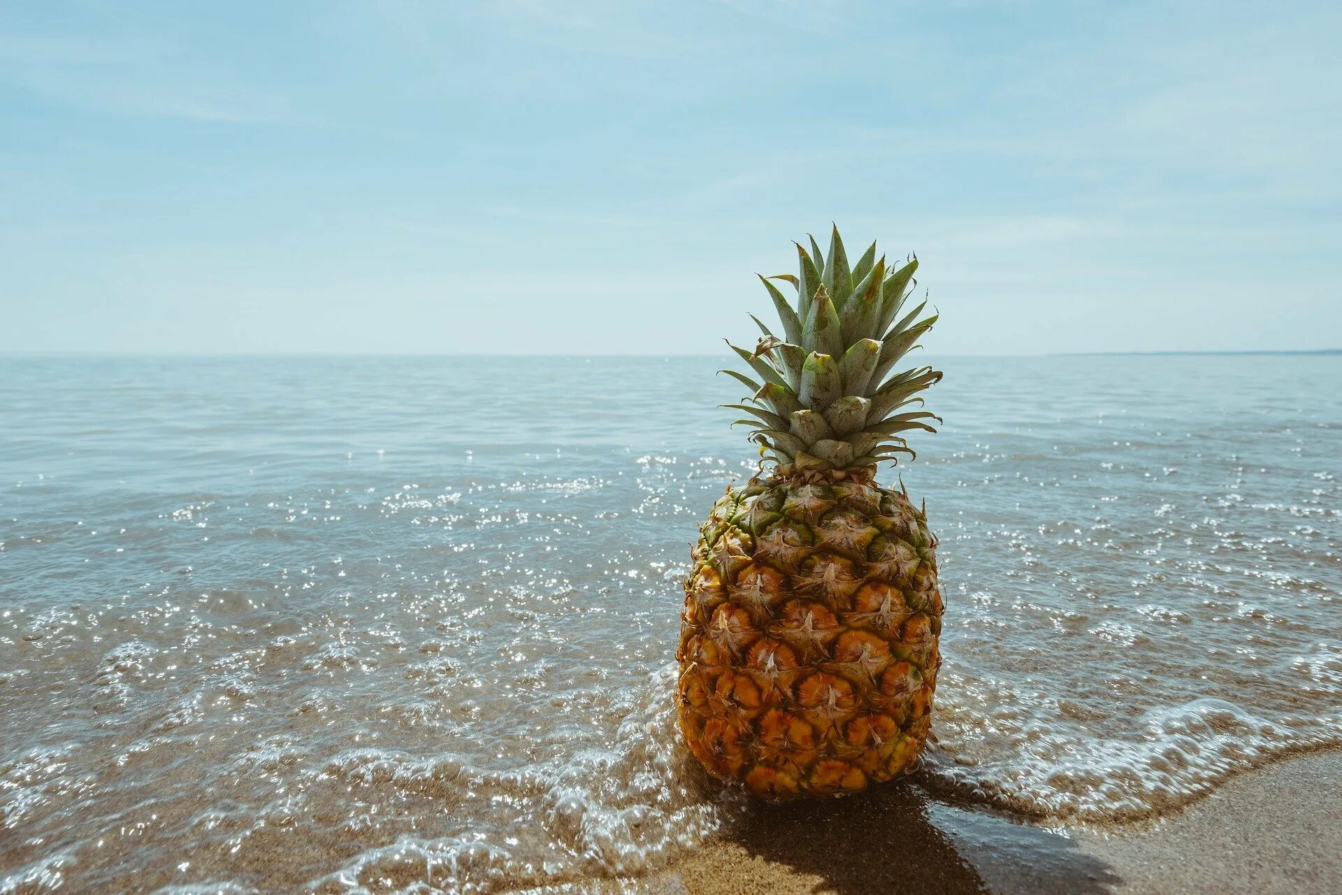 День ананаса картинки. Ананас фото фрукта. Ананасы на Пальме. Ананасы на Гавайях. Море фрукты.