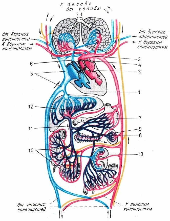 Воротная Вена круг кровообращения. Система большого круга кровообращения артерии. Схема венозной системы большого круга кровообращения. Артерии малого круга кровообращения схема. Круг кровообращения голова
