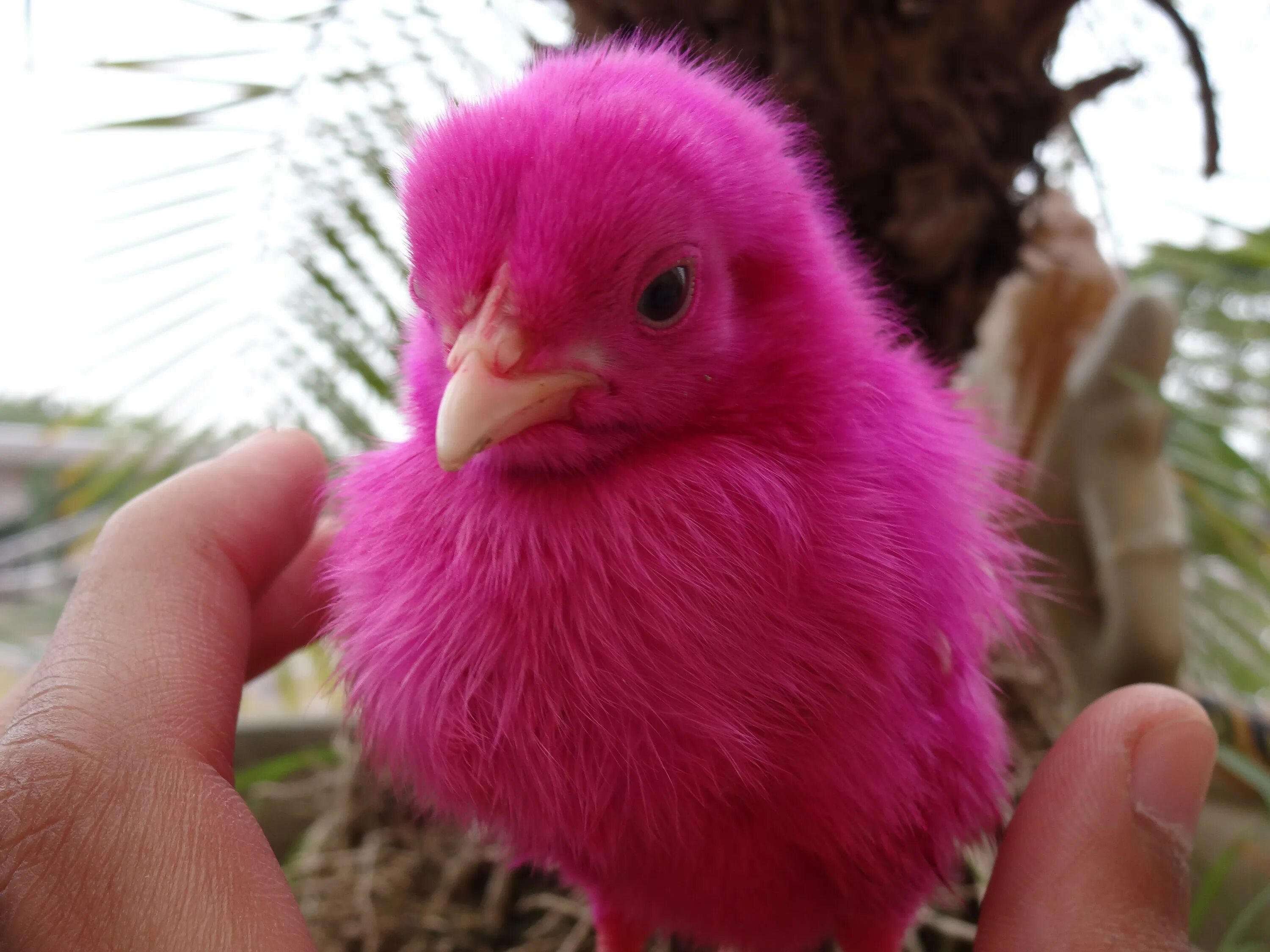 Розовое яйцо порода. Розовый цыпленок. Розовый птенец. Розовые куры. Порода розовых курей.