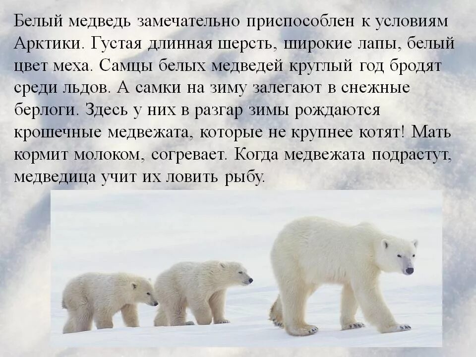 Рассказ о белом медведе. Доклад про белого медведя. Сообщение о белом медведе. Приспособления белого медведя.