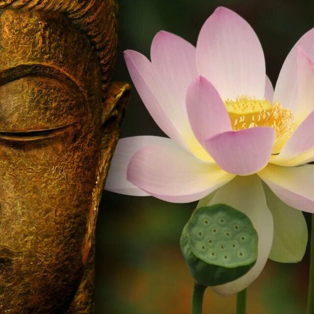 Мудрый цвет. Будда Гаутама Лотос. • Лотос (Падма) Будда. Будда Шакьямуни на цветке. Буддийская картина Лотус.