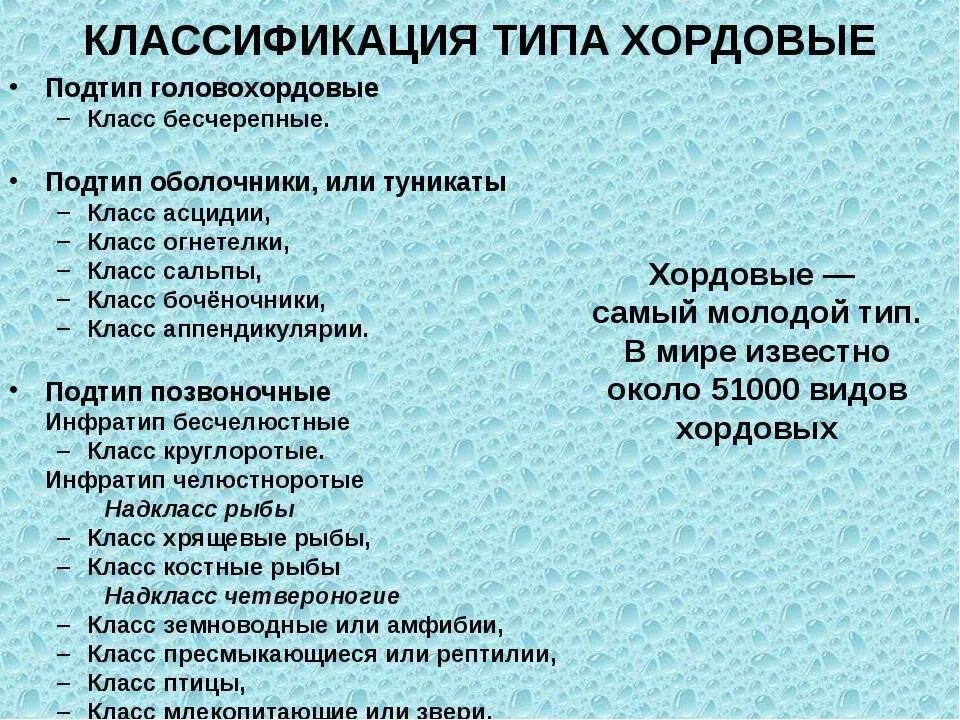 Подтип позвоночные