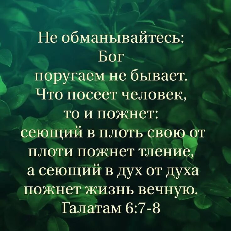 Сеющий в плоть