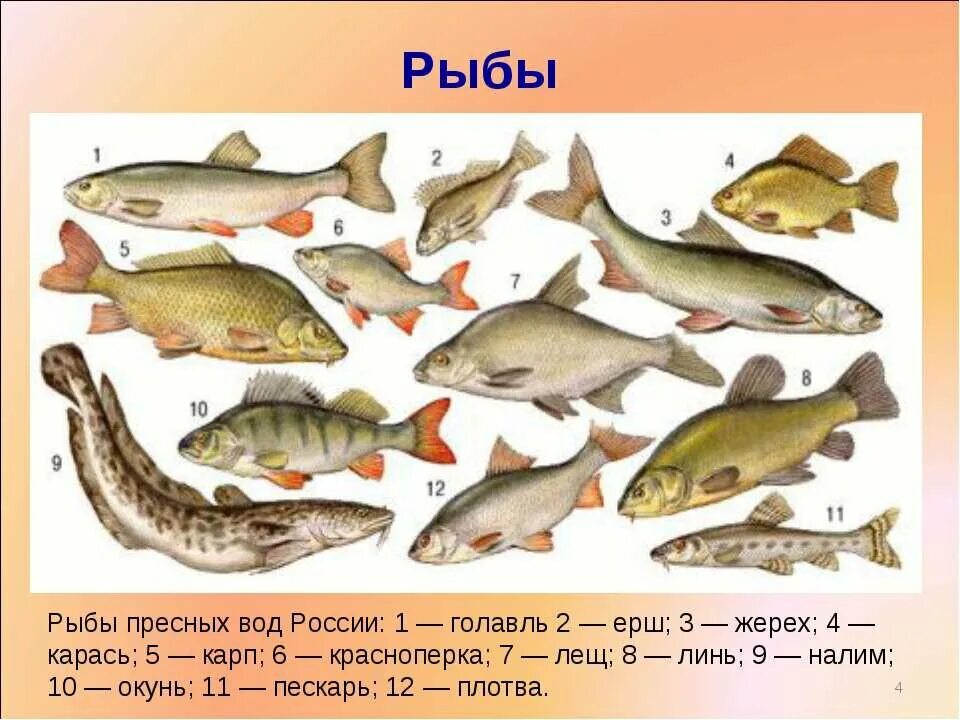 Пресноводные рыбы. Рыбы пресноводных водоемов. Рыбы в пресной воде. Рыбы которые обитают в пресной воде. В водоеме обитают разнообразные организмы окунь щука