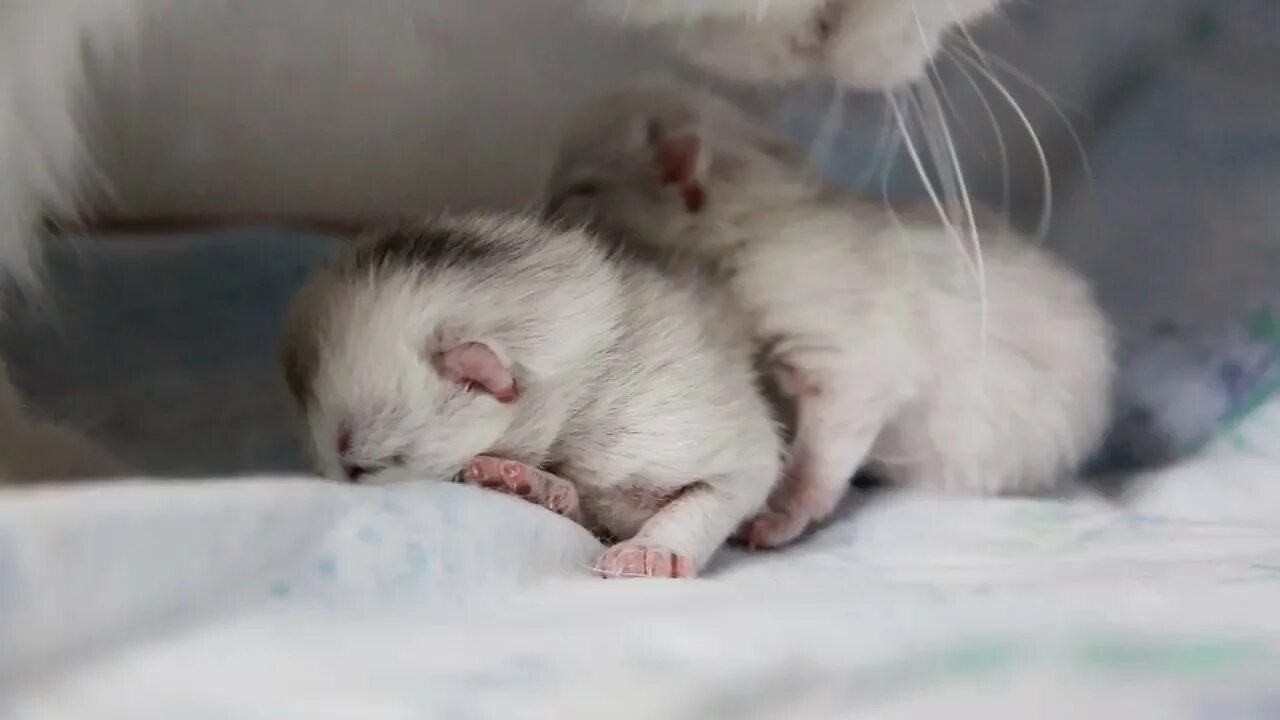 Новорожденные котята. Новорожденный белый котенок. Котята маленькие Новорожденные белые. Фото новорожденных котят.