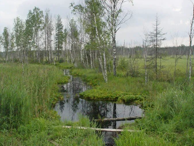 Исток реки в болоте находится. Исток москвы реки. исток москвы реки фото. начало москвы реки исток. исток реки москва смоленская область.