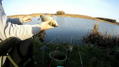 Ловить карасей на пруду