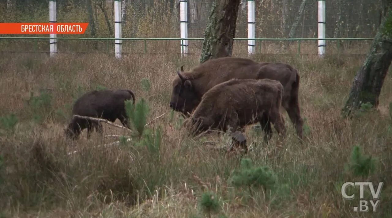 Мясо зубра. Мясо зубра. Зубр колбаса. Съедобное ли мясо зубра. Белорусская колбаса из зубра.