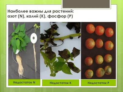 Роль фосфора в жизни растений