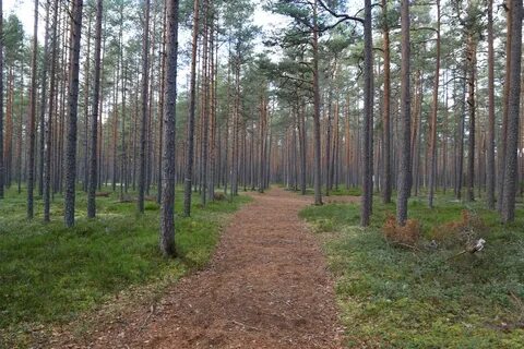 Песчаные леса