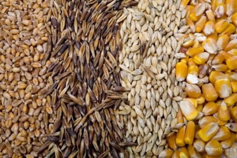 Фура жи. Семена зерновые. Пшеница фуражная. Ячмень голозерный овес. Семена тритикале яровой.