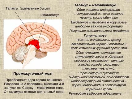 Состоит из таламуса и гипоталамуса