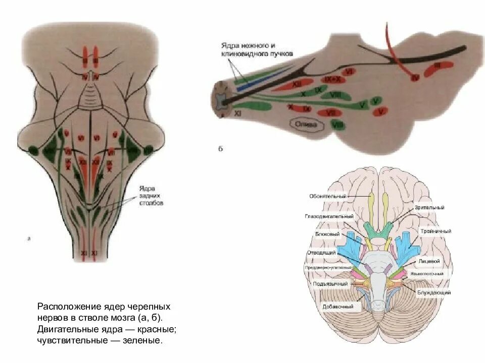 Нервные продолговатого мозга. Расположение двигательных ядер черепно-мозговых нервов. Ядра ЧМН В продолговатом мозге. Ствол мозга ядра черепных нервов. Расположение ядер черепных нервов схема.