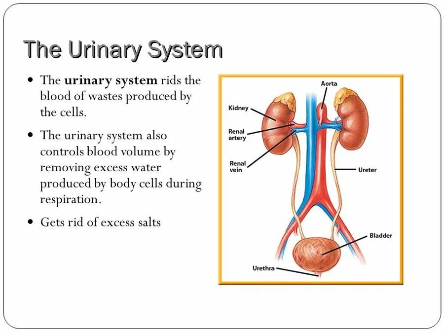 Urinary system. Urinary System components. Urinary System Anatomy. Urinary System tasks.