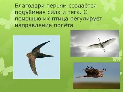Пословица сила птицы в крыльях