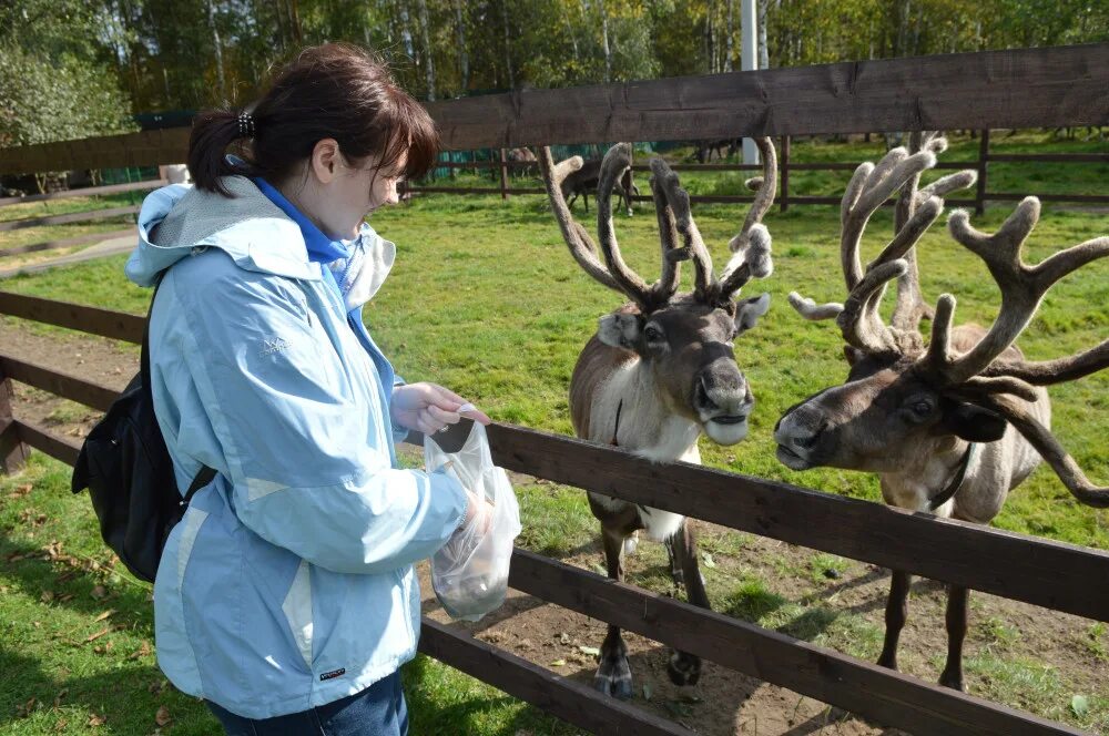 Животные воткинска