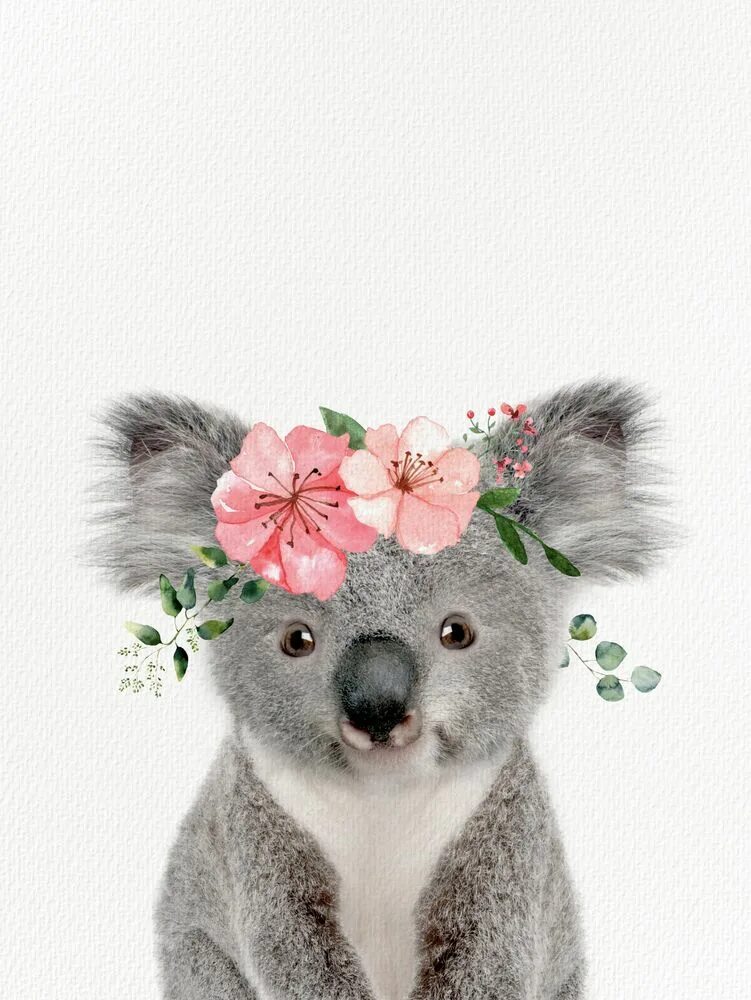 Коала цвет. Коала коала цветок. Коала Дисней. Маленькие коалы. Открытка коала.