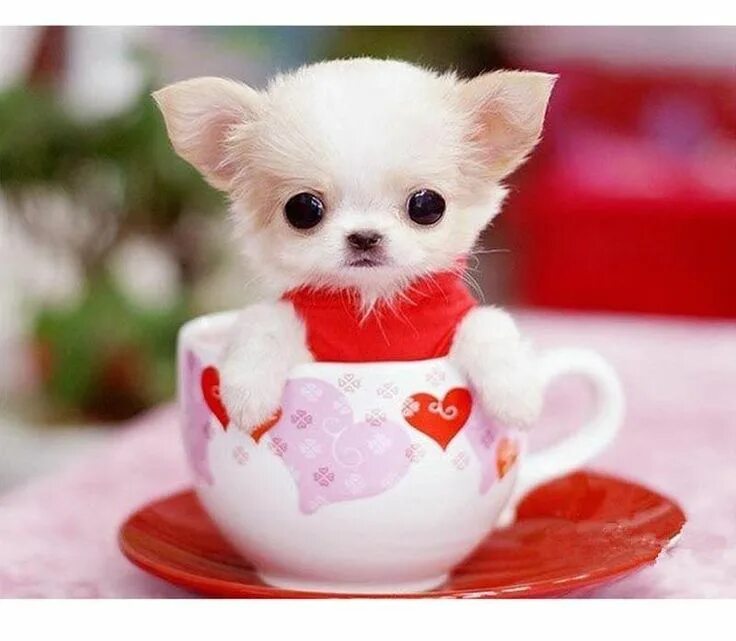 Dogs cup. Чихуахуа Teacup. Милые зверьки. Миленькие собачки. Красивые и милые животные.