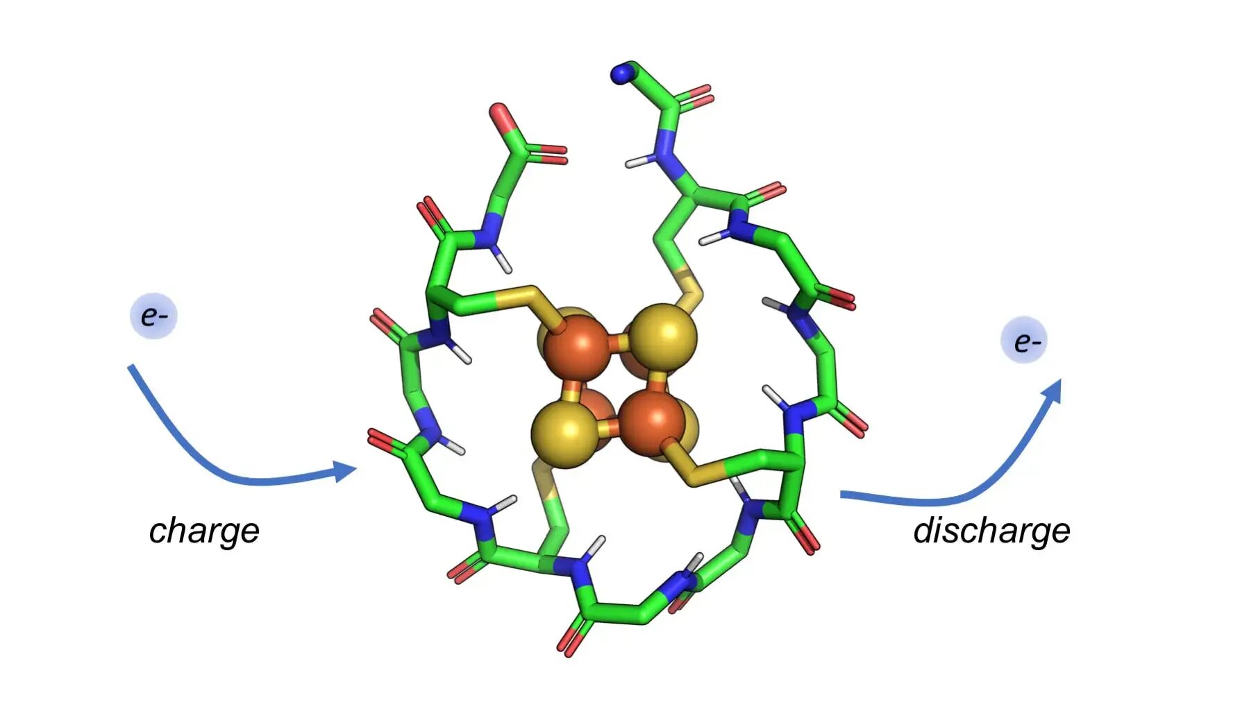 Клетка для белки. ДНК пептид. Пептиды и жизнь на земле. Catalysis Protein.