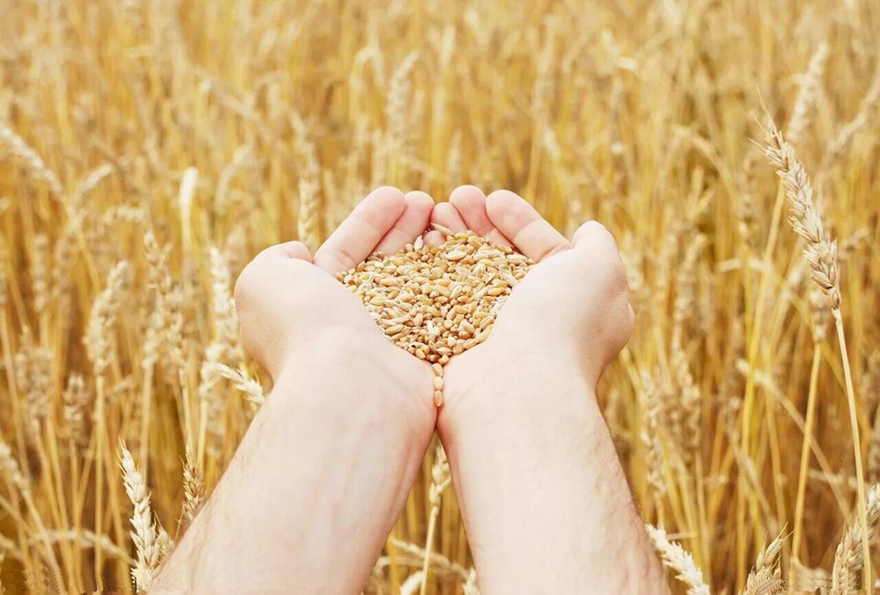 Отличные пшеничные. Зерно в руках. Урожай зерна. Хлеб в поле. Урожай хлеба.