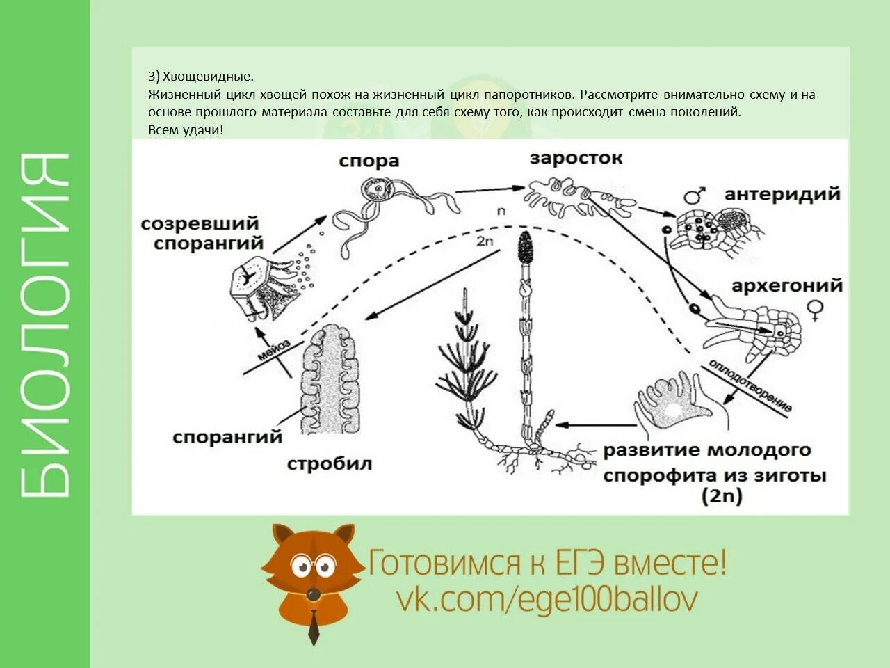 Цикл развития хвоща полевого схема. Опишите цикл развития хвоща. Жизненный цикл хвоща ЕГЭ биология. Жизненный цикл хвоща полевого схема.