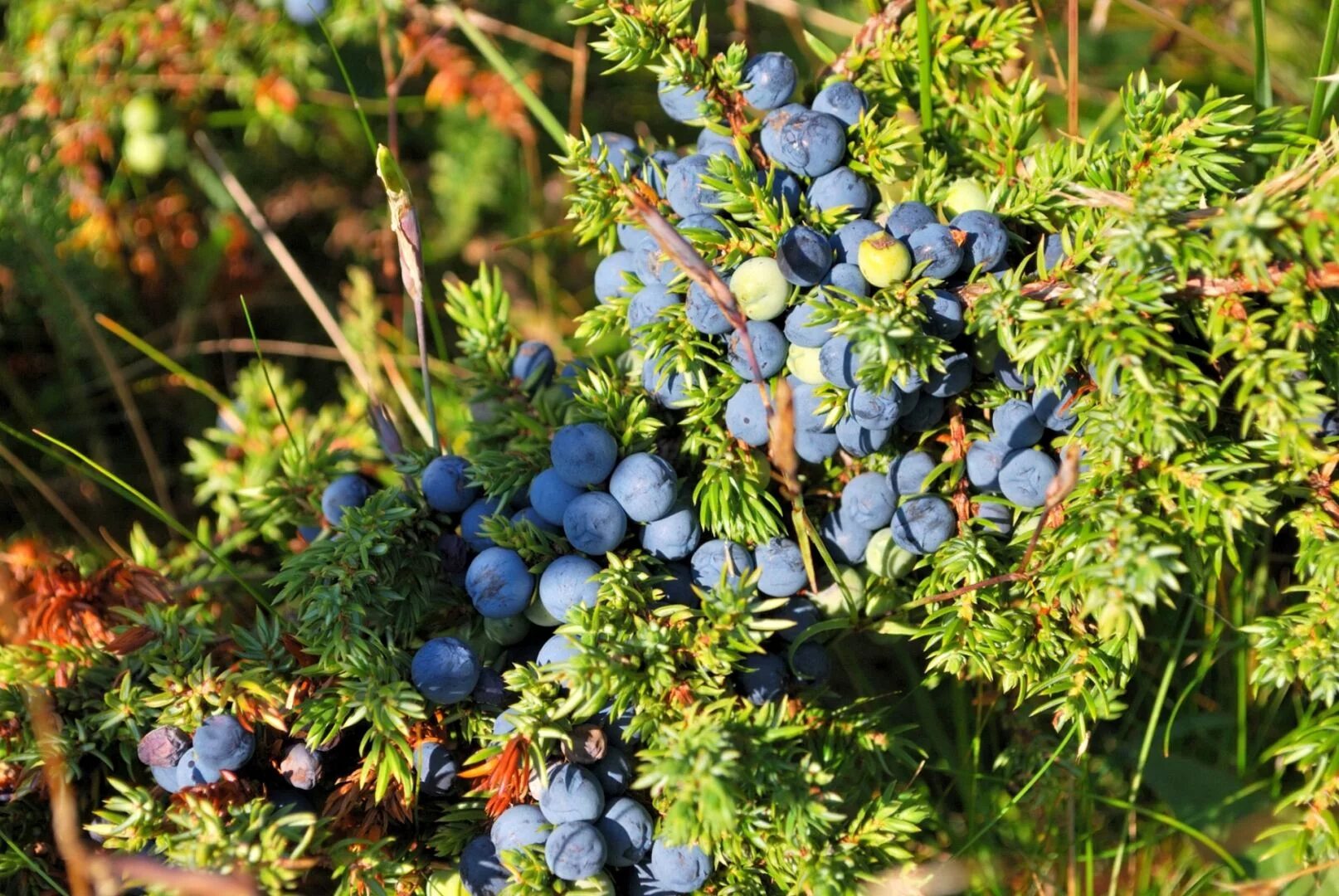 можжевельник казацкий ягоды. можжевельник обыкновенный краковия. можжевельник сибирский ягоды. можжевельник лесной ягоды. байкальский заповедник можжевельник.