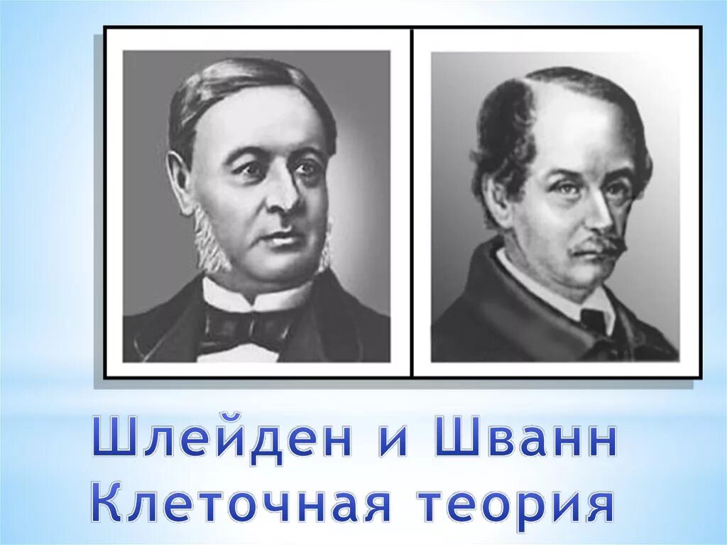 Т шванн сформулировал. Шванн шлейден вирхов. шванн и шлейден теория. шлейден и шванн клеточная теория. ученые шлейден и шванн сформулировали.