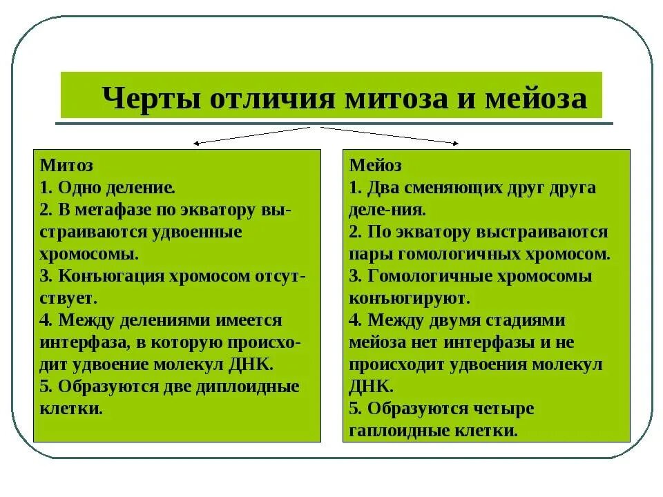 Отличие митоза от мейоза. Мейоз и митоз отличия. основные отличия митоза от мейоза таблица. мейоз отличие мейоза от митоза.