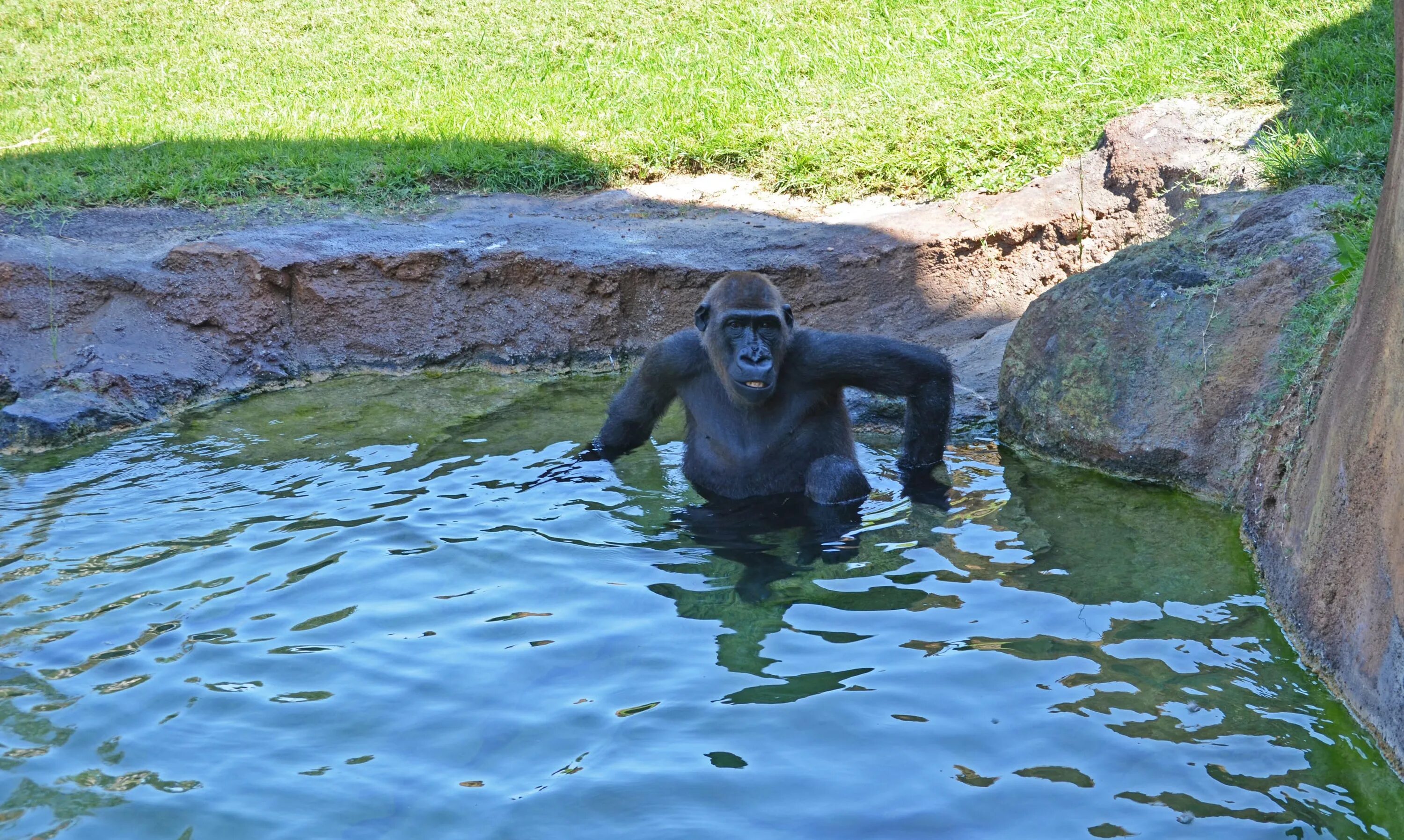 Шимпанзе плавает. Горилла купается. Обезьяна плавает. Обезьяны умеют плавать. Обезьяна в воде.