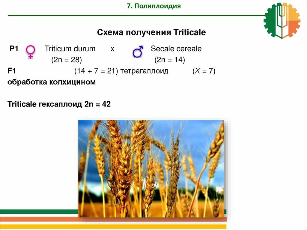 Тритикале полиплоидный гибрид. Полиплоиды пшеницы. Тритикале гибрид пшеницы и ржи. Схема получения тритикале.