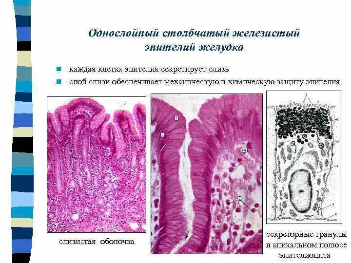 Железистые клетки печени вырабатывают