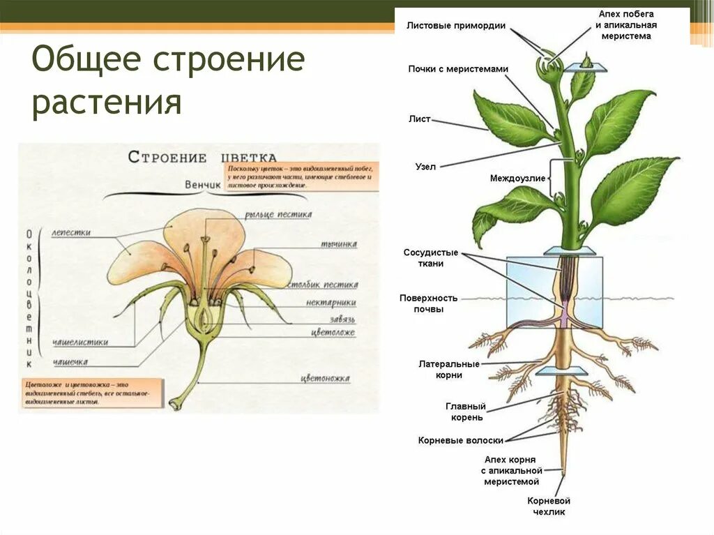 Строение растений корневище, стебель, цветок. Схема строения органов цветкового растения. Строение органов цветкового растения 6 класс. Строение цветковых растений 6 класс.