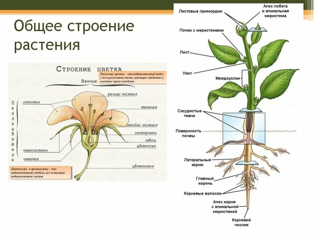 Рисунок внешнее строение растения. Строение растений корневище, стебель, цветок. Строение цветкового растения. Строение органов цветкового растения. Строение корня цветкового растения.