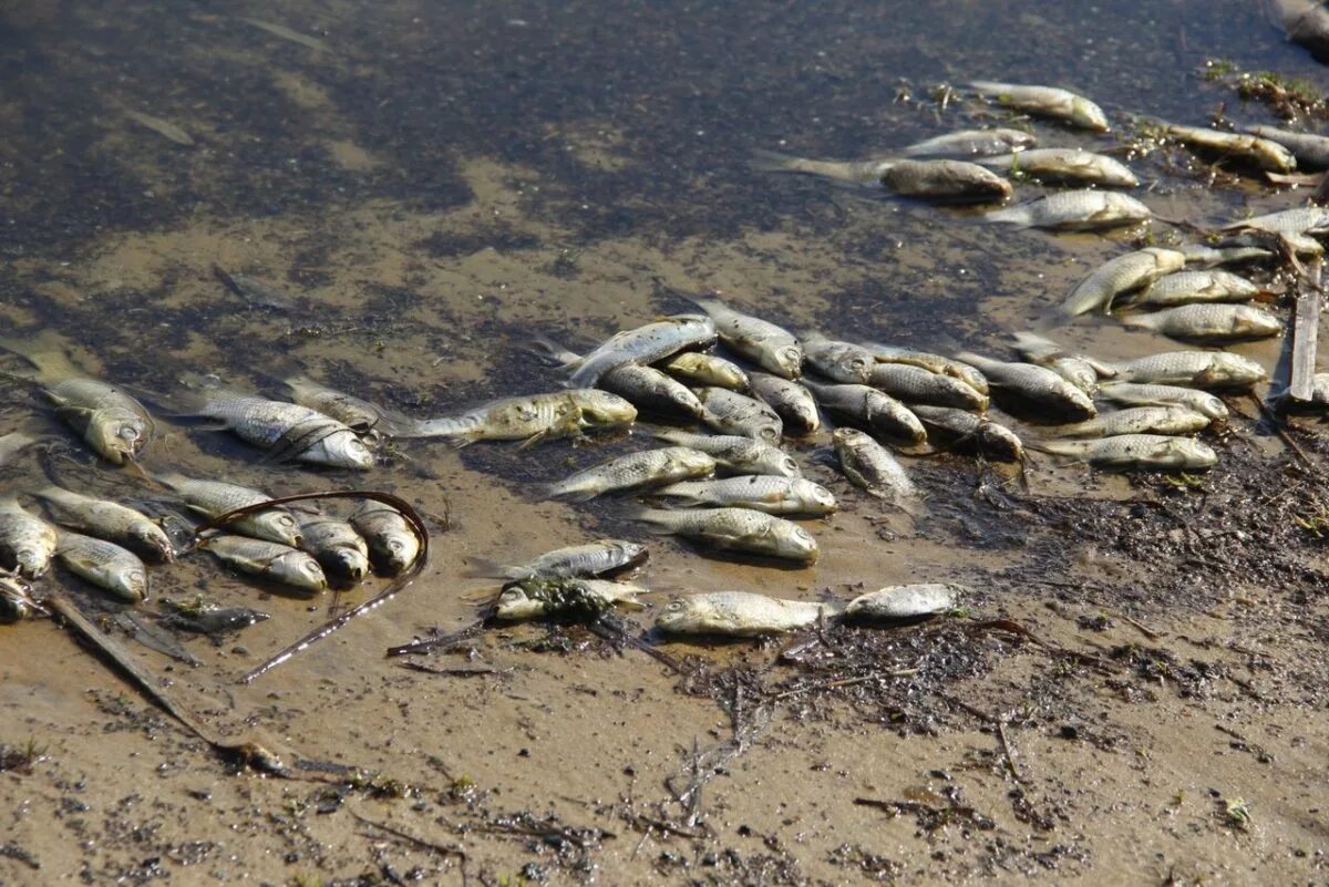 Погибло много рыбы. Рыбы в водоеме. Загрязнение водоемов. Массовая гибель рыбы.