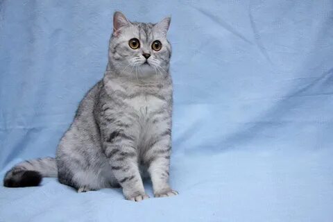 Шотландская короткошерстная