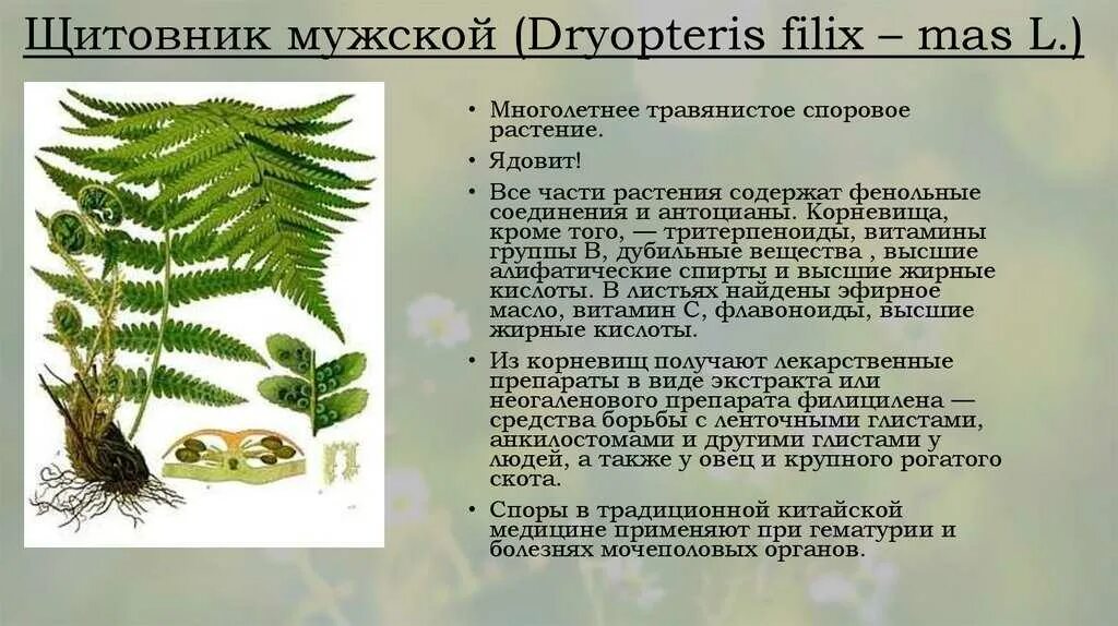 Папоротник Щитовник. Папоротник Щитовник мужской. Щитовник мужской dryopteris filix-mas. Дриоптерис (Щитовник) Полидактила. Функция гаметофита папоротников