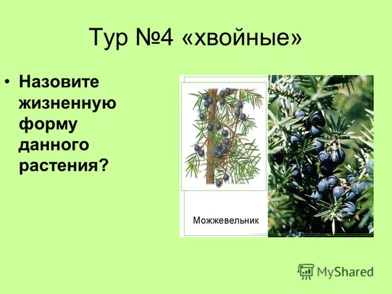 Хвойная 4. Жизненные формы хвойных растений. Жизненная форма ели.