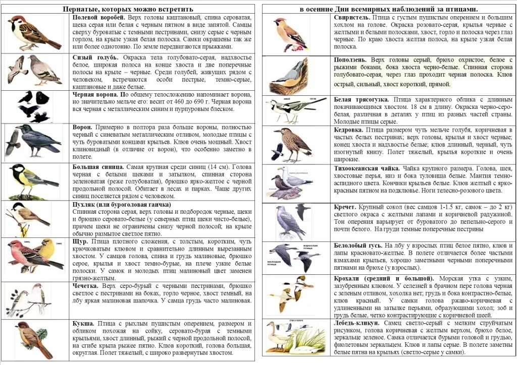 Зимующие птицы Магаданской области. Определитель птиц. Птицы Магаданской области. Зимующие птицы Магадана.