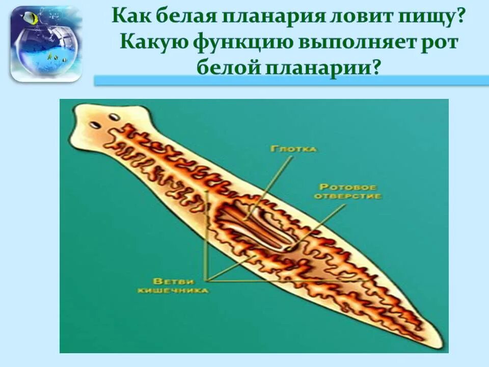 Какая часть белой планарии выполняет двигательную функцию. Пищеварительная система белой планарии. Внутреннее строение белой планарии. Белая планария строение систем. Белая планария 7 класс биология.