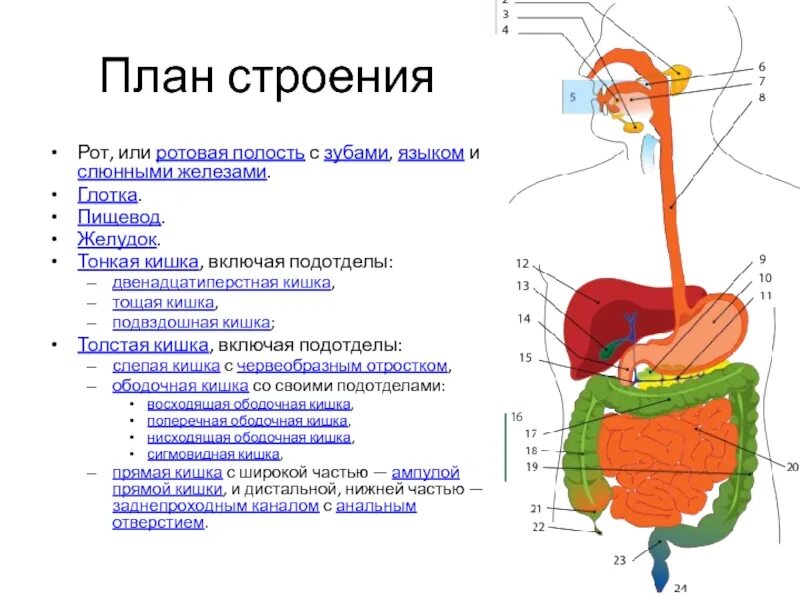 Глотка пищевод желудок двенадцатиперстная кишка. Строение желудка от рта. Строение от рта до желудка. Строение ротовой полости и пищевода.